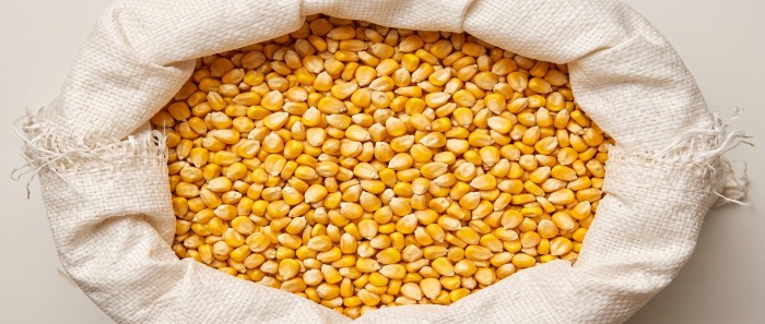 corn before packing