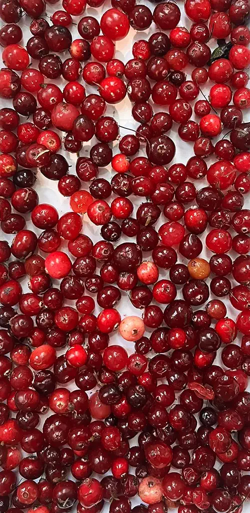 Fruits Input